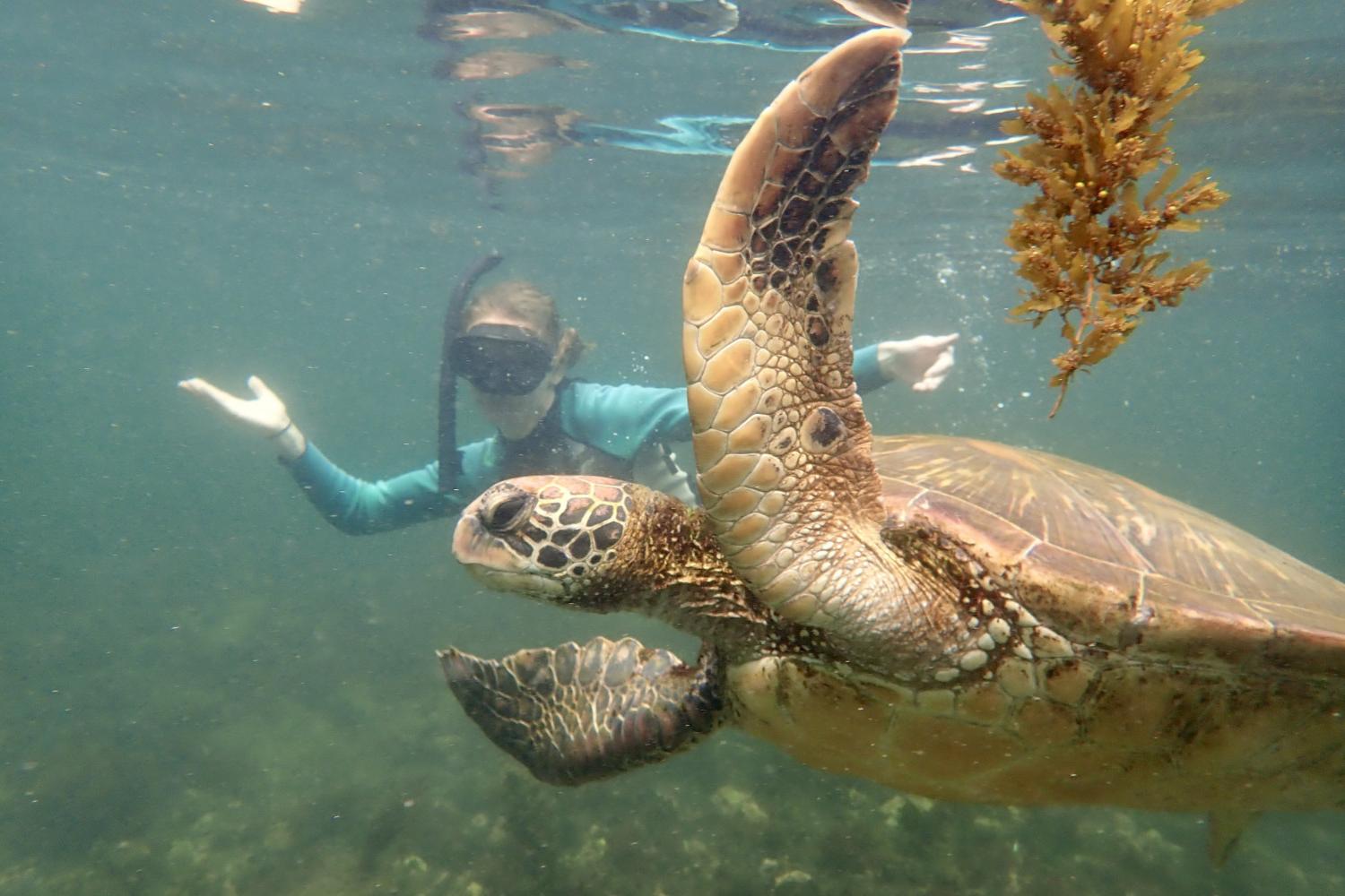 一名<a href='http://mqvw.ngskmc-eis.net'>全球十大赌钱排行app</a>学生在Galápagos群岛游学途中与一只巨龟游泳.